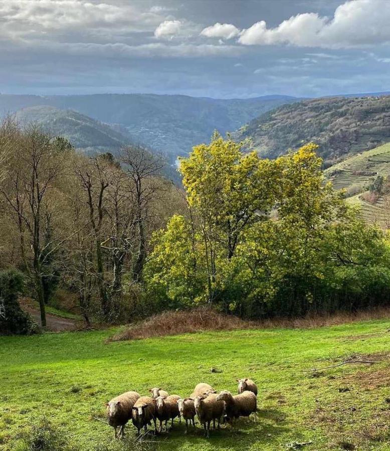 Casa Das Xacias Ribeira Sacra A Airoa  Zewnętrze zdjęcie